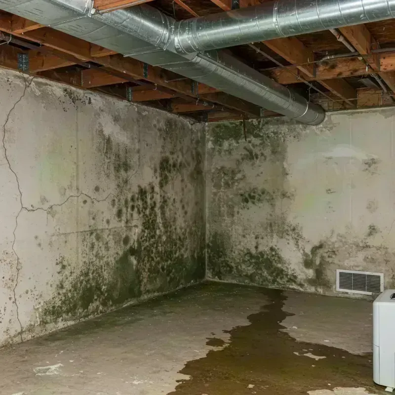 Professional Mold Removal in Holts Summit, MO